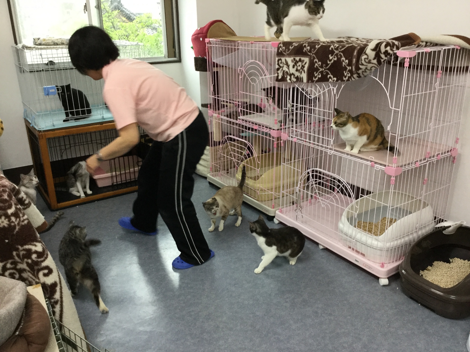 猫部屋 ボランティア募集中 くるめ発 福 家アラタメ椿日和